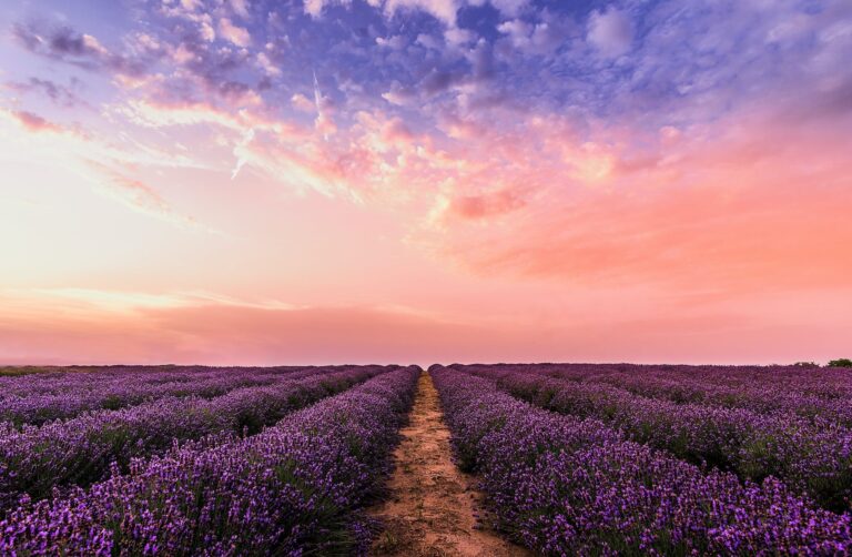 My Walk among the Provence lavender fields.